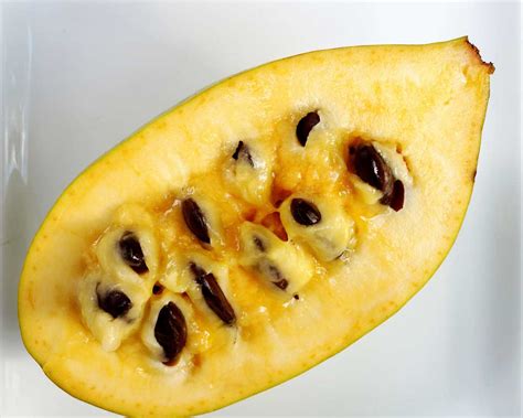 pawpaw in tagalog|PAWPAW: Definition of the Tagalog word pawpaw in English..